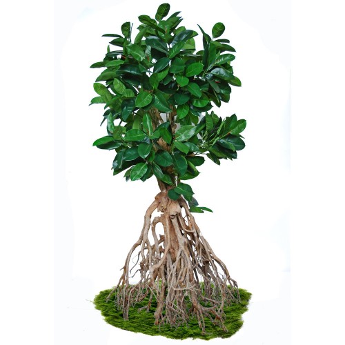 Planta semi-artificiala Ila, Ficus Elastica Root Giant Green - 260 cm